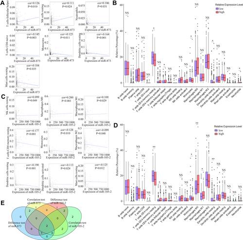 Figure 6 Correlation of proportions of TICs and the expression levels of miR-873 and miR-105-2. (A) Scatter plots indicated the correlation between the expression level of miR-873 and 7 kinds of TICs. The blue line in each plot was fitted linear model indicating the correlation between indicated TIC and the expression level of miR-873. (B) Box plot indicated the influence of high and low expression level of miR-873 on proportions of 22 kinds of TICs. NS and * represented P>0.05 and P<0.05, respectively. (C) Scatter plots indicated the correlation between the expression level of miR-105-2 and 9 kinds of TICs. The blue line in each plot was fitted linear model indicating the correlation between indicated TIC and the expression level of miR-105-2. (D) Box plot indicated the influence of high and low expression level of miR-105-2 on proportions of 22 kinds of TICs. NS, * and ** represented P>0.05, P<0.05 and P<0.01, respectively. (E) Venn plot of TICs correlated with the expression levels of miR-873 and miR-105-2 codetermined by difference and correlation tests.
