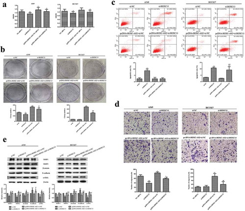 Figure 4. HOXC-AS2 regulates NSCLC cell proliferation, apoptosis, and migration via activation of HOXC13. (a and b) The proliferation of A549 and HCC827 cells were evaluated by CCK-8 and clone formation assay. (c) The apoptosis of A549 and HCC827 cells was assessed by Annexin V FITC/PI staining flow cytometry. (d) The migration ability of SW480 and HT29 cells were evaluated by transwell assay. (e) The β-catenin, α-SMA, MMP-1, MMP-2, and E-cadherin expression in A549 and HCC827 cells was determined by Western blot analysis. β-actin is a loading control. *P < 0.05 (vs si-NC), **P < 0.01 (vs si-NC), #P < 0.05(vs pcDNA-HOXC-AS2+ si-NC), ##P < 0.01(vs pcDNA-HOXC-AS2+ si-NC). Data were represented as means ± standard deviation (SD). Each experiment was performed in triplicate