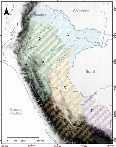 Figura 1. Mapa de la delimitación de las poblaciones evaluadas de Carollia brevicaudum y C. perspicillata. Poblaciones: (1) “occidente”, (2) “Marañón N”, (3) “Amazonas N”, (4) “Valle del Marañón”, (5) “Amazonas S”, (6) “Ucayali”, (7) “Purús”. Las áreas sombreadas indican el límite de las principales cuencas: Cuenca alta y media del Río Marañón (verde), C. baja del Río Marañón (blanco), intercuenca del Amazonas (celeste), C. del Río Ucayali (naranja) y C. del Río Purús y Río Beni (morado). La descripción de la delimitación se encuentra descrita en Métodos.
