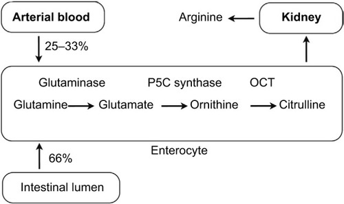 Figure 1 Physiologic pathway of glutamine into citrulline by the enterocyte.