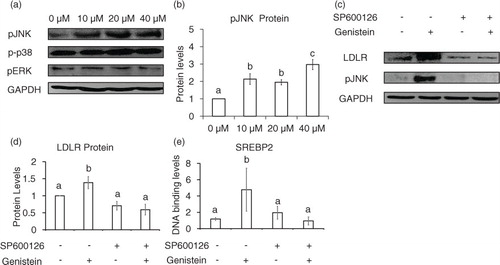 Fig. 3 JNK activation by genistein involves SREBP-2 binding activity and LDLR expression. Phosphorylated levels of JNK, p38, and ERK upon 10, 20, or 40 µM genistein treatment for 24 h (a) and quantification of p-JNK protein levels (b). LDLR and p-JNK protein levels with pre-treatment of SP600126 or vehicle DMSO (c) and quantification of LDLR protein levels (d). CHIP assay for binding of SREBP-2 with pre-treatment of SP600126 or vehicle DMSO (e). The results are expressed as mean±SE of at least three independent experiments. Different letters (a–c) represent significant differences between all groups (p<0.05) by ANOVA.
