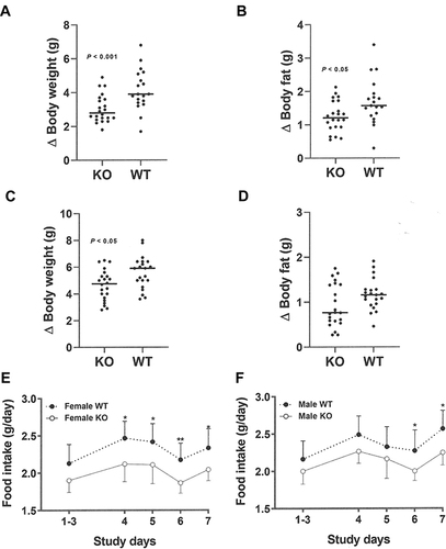 Figure 6 Decreased food intake by female and male Gpr75 KO mice early in life as low body fat phenotype is developing. Gpr75 KO mice (22 female, 22 male) and WT mice (19 female, 21 male) group housed by sex and genotype (2–3 mice/cage) were studied for 7 days starting immediately after weaning onto HFD. Change (∆) in (A) female body weight, (B) female body fat, (C) male body weight, and (D) male body fat over these 7 days. Daily food intake in grams (g) for female (E) and male (F) mice during the 5 intervals where food intake was measured, calculated as mean food intake/mouse for each cage of group-housed KO mice (16 cages, 8 female and 8 male) and WT mice (14 cages, 7 female and 7 male). KO mice different from WT mice, *P < 0.05, **P < 0.01.