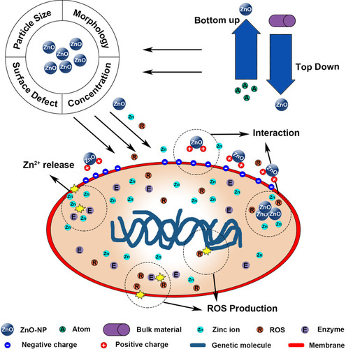 Figure 1 Schematic of ZnO-NP preparation strategies, antibacterial mechanisms, and influencing factors.