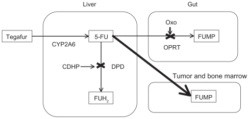 Figure 1 Metabolism of S-1.