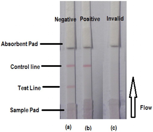 Figure 4. Illustration of typical strip test results. (a) When both the control and test line appear, the test is negative. (b) A test is positive if only the control line appears but without the test line. (c) The test is invalid either when only the test line appears without the control line or if both test line and control lines do not appear.