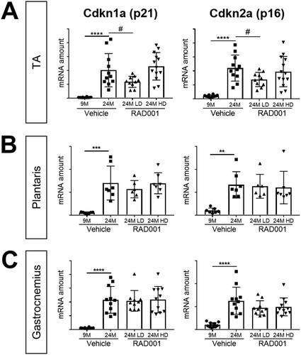 FIG 5 mTORC1 inhibition blunts molecular changes associated with sarcopenia. mRNA amounts are indicated for Cdkn1a and Cdkn2a in tibialis anterior (A), plantaris (B), and gastrocnemius (C) muscles of 9- and 24-month-old rats treated with vehicle and 24-month-old rats treated with 0.15 mg/kg (LD) or 0.5 mg/kg (HD) RAD001 (n = 6 to 13 animals per group). mRNA amounts were standardized to geometric means of results from the TBP gene and the Vps26a gene, used as reference genes. Data are means ± standard deviations of the means. Asterisks are used to denote significance as follows: **, P < 0.01; ***, P < 0.001; ****, P < 0.0001. Pound signs are used to denote significance as follows: #, P < 0.05 (by unpaired Student’s t test). y-axis data represent arbitrary units.