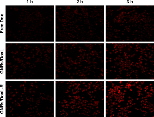 Figure S2 Cellular uptake of Dox by PC-3 cells.Abbreviations: Dox, doxorubicin; PC-3, prostate cancer cell line.