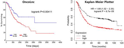 Figure 8 The influence of BGN expression on the overall survival of patients.