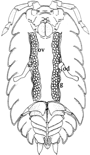 Figure 1. Schematic drawing of the female genital system of an oniscidean isopod (ventral vision). Ov, ovaries; od oviduct; sr, seminal receptacle; g, germigen.