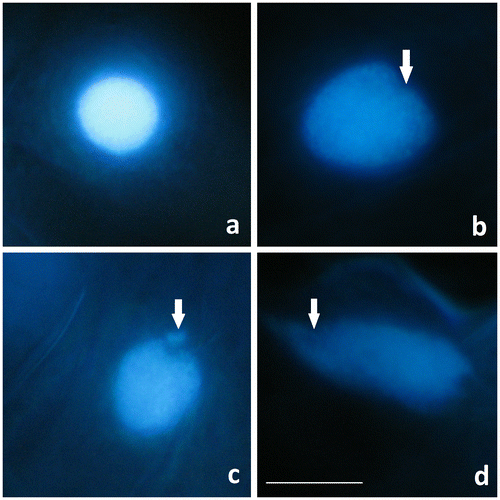 Figure 4. Control and Al2O3 NP (5, 25 and 50 mg ml–1) treated wheat root cells stained with DAPI. (a) Spherical nucleus in control. (b–d) Nucleus degenerations (arrow) in (b) the 5 mg ml–1 treatment; (c) the 25 mg ml–1 treatment; and (d) the 50 mg ml–1 treatment. Scale bar = 10 μm.