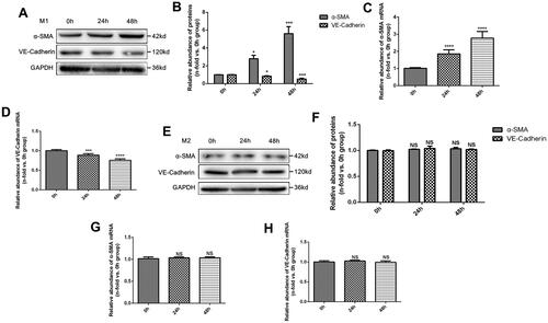 Figure 2. Effects of M1 and M2 macrophages on endothelial cells in vitro. (A) Western Blot (WB) results of α-SMA and VE-Cadherin proteins in MAECs treated with M1 macrophages for 0, 24, and 48 h; (B) quantitative analysis of WB results; (C-D) PCR analysis of α-SMA mRNA (C), and VE-Cadherin mRNA (D); (E) WB results of α-SMA and VE-Cadherin proteins in MAECs treated with M2 macrophages for 0, 24 and 48 h; (F) quantitative analysis of WB results; (G-H) PCR analysis of α-SMA mRNA (G), and VE-Cadherin mRNA (H). *p < 0.05 compared to 0h group; ***p < 0.001 compared to 0h group; ****p < 0.0001 compared to 0h group; NS, no significance compared to 0h group. Each experiment was duplicated at least thrice.