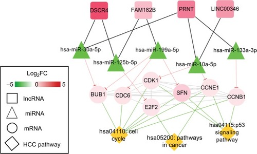 Figure 6 HCC-related ceRNAs interaction network of lncRNA–miRNA–mRNA.Notes: Square nodes represent circRNAs, triangle nodes represent miRNAs, circular nodes represent mRNAs, and rhombus nodes represent HCC pathways. Red, upregulated; green, downregulated.Abbreviations: FC, fold change; HCC, hepatocellular carcinoma.