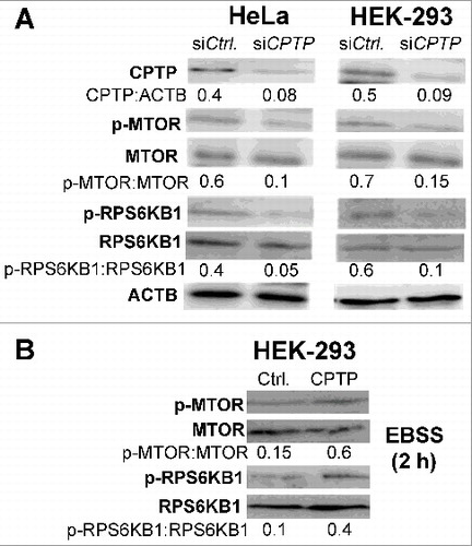 Figure 5. Autophagy induced by CPTP depletion is MTOR-dependent. (A) Western immunoblot analyses of CPTP, p-MTOR (phosphorylated Ser2448), MTOR, p-RPS6KB1 (phosphorylated Thr389), and RPS6KB1 levels in HeLa and HEK-293 cells transfected with siCPTP or scrambled-siCPTP (Ctrl) for 24 h. (B) Western immunoblot analyses of p-MTOR, MTOR, p-RPS6KB1, and RPS6KB1 levels in HEK-293 cells overexpressing GFP-CPTP for 24 h (right lane) versus mock controls (left lane) prior to starving the cells in EBSS media for 2 h. In (A) and (B), quantitative insights are provided by ratiometric comparisons of band intensities to ACTB (loading control).