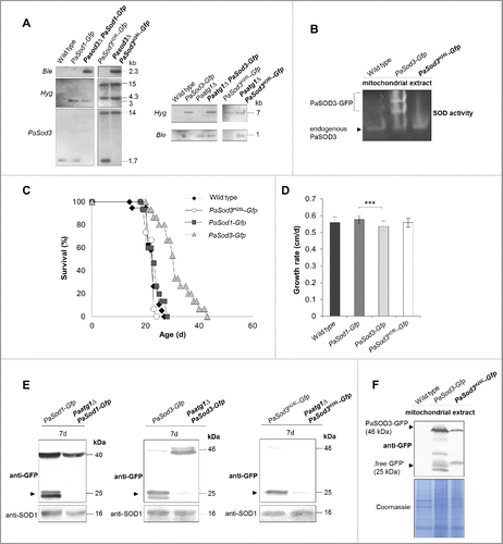 Figure 3. Generation and verification of autophagy- and mitophagy-reporter strains. (A) Southern blot analysis of HindIII digested genomic DNA validating the genetic constitution of wild type, PaSod1-Gfp, Pasod3Δ PaSod1-Gfp, PaSod3H26L-Gfp and Pasod3Δ PaSod3H26L-Gfp, as well as Paatg1Δ PaSod1-Gfp, Paatg1Δ PaSod3H26L-Gfp. In addition, Southern blot analysis of EcoRV-digested genomic DNA demonstrates the genetic constitution of Paatg1Δ PaSod3-Gfp, Paatg1Δ and PaSod3-Gfp, PaSod3H26L-Gfp and Paatg1Δ PaSod3H26L-Gfp. Ble-, Hyg- (hygromycin resistance) and PaSod3- hybridization probe were used as indicated. (B) ‘In-gel’ SOD3 enzyme activity assay from mitochondrial extracts of the wild type, PaSod3-Gfp and PaSod3H26L-Gfp. (C) Life span of monokaryotic wild type (n = 19) and PaSod1-Gfp (n = 15), PaSod3-Gfp (n = 15) and PaSod3H26L-Gfp (n = 15). P values were determined between the wild type and PaSod1-Gfp (P > 0.05), between the wild type and PaSod3-Gfp (P< 0.001) and between wild type and the PaSod3H26L-Gfp mutant (P > 0.05). (D) Growth rates of wild type (n = 19) and PaSod1-Gfp (n = 15), PaSod3-Gfp (n = 15) and PaSod3H26L-Gfp (n = 15). Error bars correspond to the standard deviation. (E) Western blot analysis of total protein extracts of PaSod1-Gfp vs. Paatg1Δ PaSod1-Gfp, PaSod3-Gfp vs. Paatg1Δ PaSod3-Gfp and PaSod3H26L-Gfp vs. Paatg1Δ PaSod3H26L-Gfp using a GFP-antibody. The protein amount of SOD1 served as a loading control. (F) Western blot analysis from mitochondrial extracts of the wild type, PaSod3-Gfp and PaSod3H26L-Gfp using an GFP-antibody. The Coomassie Blue-stained gel served as a loading control.