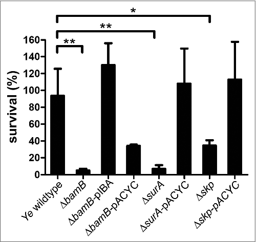 Figure 7. Ye ΔsurA, ΔbamB and Δskp are more susceptible to serum killing. Serum killing assay of Ye wildtype, ΔsurA, ΔbamB and Δskp mutant and complemented strains thereof. As a full rescue of the absence of bamB could not be achieved by pACYC, we additionally included a rescue with an inducible plasmid (pIBA). Bacteria were incubated in HIS or NHS. After stopping the reaction the samples were plated on selective agar plates and the CFU was determined. The bar chart depicts the percentage of survival in comparison to samples incubated in HIS in parallel (100% survival). Data are means ± SD of at least three individual experiments. The main p value was determined by one-way ANOVA (p < 0.001). Multiple comparisons were performed by one-way ANOVA with a Dunnett's multiple comparisons test and the p value is indicated with asterisks. *p≤ 0.05, **p ≤ 0.01, ***p ≤ 0.001, n = 4.