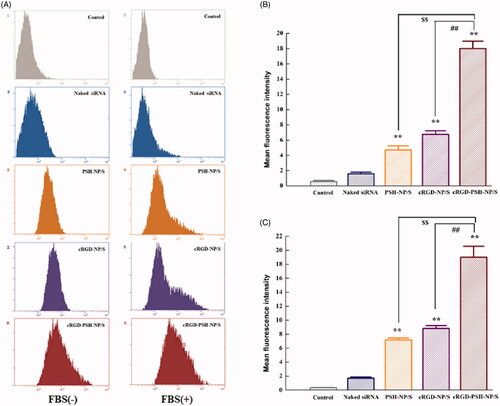 Figure 4. Cellular uptake of 5′-Cy3-labled surviving siRNA delivered by the nanoparticles. (A) Cellular fluorescence uptake in vitro by flow cytometry in HepG2 cells without and with FBS. (B) The mean fluorescence values of HepG2 cells treated with naked siRNA, PSH-NP/S, cRGD-NP/S and cRGD-PSH-NP/S without FBS. (C) The mean fluorescence values of HepG2 cells treated with naked siRNA, PSH-NP/S, cRGD-NP/S and cRGD-PSH-NP/S with FBS. Each bar is the mean of three experiments normalized to mean ± SD. (**p < .01 vs naked siRNA; $$p < .01 vs PSH-NP/S; ##p < .01 vs cRGD-NP/S).