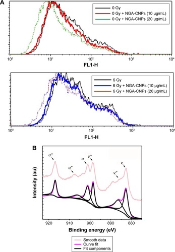 Figure 9 Detection of ROS in MCF-7 cells by flow cytometry.Notes: (A) Suppression of ROS generation in MCF-7 cells by NGA-CNPs. Cells were treated with indicated concentrations of NGA-CNPs without (top) or with (bottom) subsequent radiation treatment. A fluorometric assay based on the oxidation of DCFH-DA by intracellular oxidants was used in conjunction with flow cytometry to detect ROS. (B) Ce 3d3/2, 5/2 XPS spectrum for NGA-CNPs.Abbreviations: ROS, reactive oxygen species; NGA-CNP, ceria nanoparticle modified with neogambogic acid; DCFH-DA, 2′,7′-dichlorofluorescin diacetate; XPS, X-ray photoelectron spectroscopy.