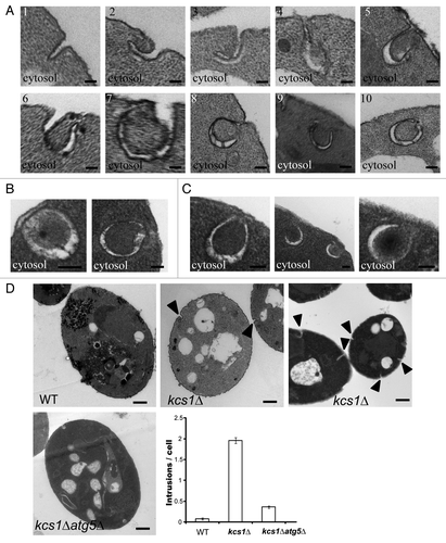 Figure 6. Formation of double-membrane, autophagosome-like structures from cytoplasmic membrane in kcs1Δ cells. Electron microscopic analysis of kcs1Δ cells upon nitrogen deprivation. (A) Pictures show the different stages in the process of the formation of double-membrane, autophagosome-like vesicles from plasma membrane. Each picture (1 to 10) represents a different stage of the double-membrane, autophagosome-like structure formation in different cells. (B) Pictures represent typical sealed autophagosome-like vesicles in proximity to plasma membrane. (C) Pictures represent typical autophagosome-like vesicles in proximity to plasma membrane that have not completely closed. (D) EM pictures represent typical wild-type, kcs1Δ or kcs1Δ atg5Δ mutant cells after SD-N 4 h starvation. The arrowheads show intrusions on the plasma membrane. The plot shows quantification of the number of intrusions at the plasma membrane in wild-type, kcs1Δ or kcs1Δ atg5Δ mutant cells after 4 h SD-N nitrogen starvation. A total of 50 cells from each strain were analyzed. Scale bars: (A–C) 100 nm; (D) 500 nm.