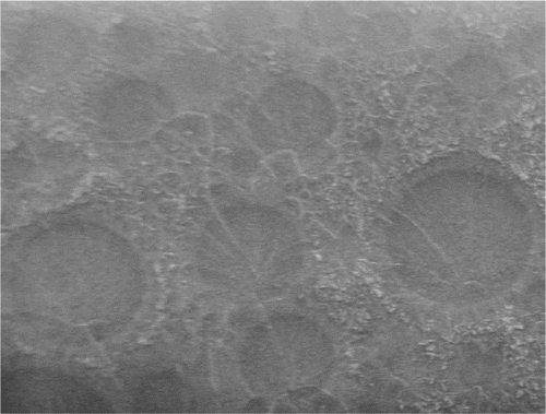 Figure 4. Low‐voltage scanning electron micrographs of the fracture surface of a nanocomposite cement specimen (scale bar represents 1 μm).