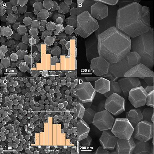 Figure 8 FESEM images of (A and B) ZIF-8-CCM and (C and D) ZIF-8-GA CCM. Reprinted with permission from Khalilian SF, Tohidi M, Rastegari B. Synthesis of biocompatible nanoporous ZIF-8-gum arabic as a new carrier for the targeted delivery of curcumin. ACS Omega. 2023;8(3):3245–3257. Copyright © 2023 The Authors. Published by American Chemical Society. This publication is licensed under CC-BY-NC-ND 4.0.