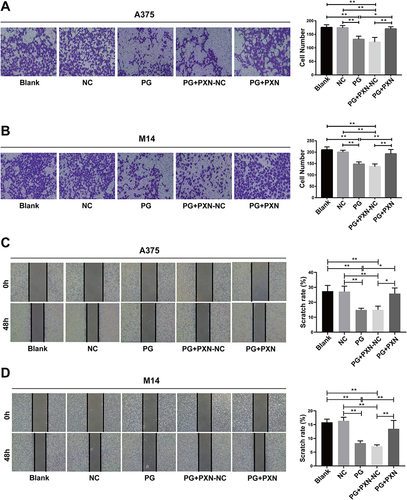 Figure 5 Paxillin partially rescues the migration ability of progerin-overexpressing cancer cells. (A and B) Transwell experiments were conducted to assess the migration ability of progerin-expressing cancer cells and other groups of cells following paxillin transfection. The cells were magnified at 200×. (C and D) After paxillin was transfected in progerin-expressing cancer cells, the migration ability of cells in each group was detected by wound scratch assay, and the cell magnification was 40×. Data are expressed as mean ± SD of three independent experiments. *P<0.05, **P <0.01.