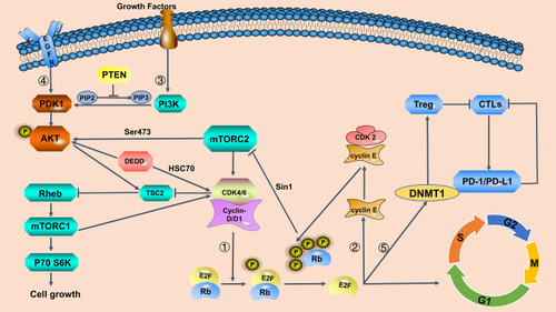 Figure 1 Interaction of the cyclin-dependent kinase (CDK)4/6 pathway with other signaling pathways in breast cancer.