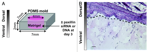 Figure 5. (A) Schematic of a modified matrigel plug assay. Matrigel is cast in a 7 × 7 × 2 mm PDMS mold inside a 4 mm well and implanted on a mouse back for 7–14 d. Paxillin siRNA or DNA (10 μg) is injected locally at day 3. (B) Micrograph of hematoxylin and eosin-stained implant/skin section after 7 d. Skin is shown above the dotted line and matrigel with host cells is shown below the dotted line. Scale bar = 50 µm.