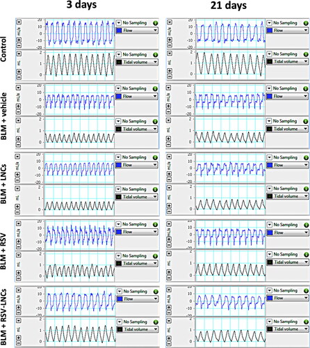 Figure 2. Representative tracings of airway flow and tidal volume in the studied groups performed by whole body plethysmography at day 3 and day 21 following bleomycin (BLM) instillation.