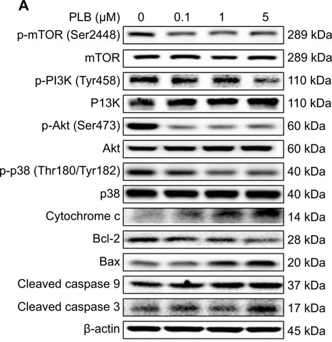 Figure 22 Effects of PLB treatment on the expression and phosphorylation levels of PI3K, Akt, mTOR, p38MAPK, and cytochrome c in DU145 cells.