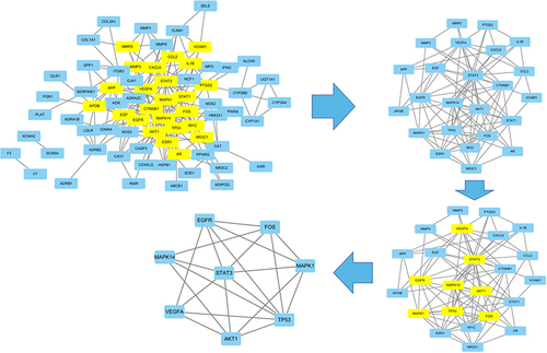 Figure 6 Identification of key subnetwork using Cytoscape. PPI network and the first filtration by CytoNca, the yellow nodes were screened with each score higher than median. Subnetwork constructed by a second filtration via CytoNca. The yellow nodes were screened with a score higher than the median. Final key subnetwork screened after two filtrations using CytoNca. Key subnetwork of top 9 nodes analysed by CytoHubba.