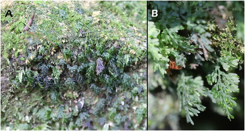 Figure 1. Photographs of Crepidomanes latealatum taken by S. H. Park at the sample collection site: (A) C. latealatum growing on a shady rock near a humid valley. (B) Winged rachis and tubular involucres with dilated lips of C. latealatum.