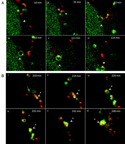 Figure 8. Trafficking of cationic lipoplex in endosomes and autophagosomes. CHO cells expressing GFP-LC3 were incubated with Dil-labeled cationic liposomes (red). Images were captured from live cells at the indicated times. (A) Early time points taken at the indicated times after cell entry of liposomes into endosomes at cell periphery (see Vid. S3). (B) Later time points imaged at 200 min as liposomes associate with tubulovesicular autophagosomes.