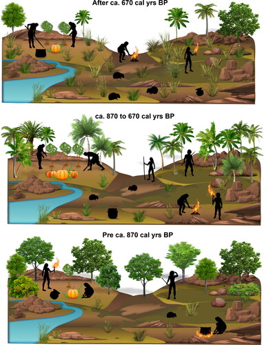 Figure 7. Diagrammatic representation of three vegetation phases at White Marl, as indicated by phytolith and charcoal results.