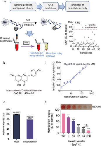 Figure 1. Identification of isosakuranetin as a dual inhibitor of SrtA and Hla in S. aureus (a) First, SrtA inhibitors were screened from natural products. The FRET method was used to screen inhibitors based on the fluorescence changes in the LPXTG motif recognized and cleaved by SrtA and to screen for SrtA inhibitors (right side of Figure 1A). Subsequently, hemolysis assays were further utilized to finally obtain inhibitors that could inhibit both SrtA and hemolytic activity. (b) The chemical structure of isosakuranetin. (c) Isosakuranetin inhibited SrtA activity in a dose-dependent manner with a calculated IC50 of 21.20 μg/mL. (d) Reversible assay confirmed that isosakuranetin was a reversible inhibitor of SrtA. Untreated SrtA was used as a control. (e) Isosakuranetin suppressed the hemolytic activity of S. aureus USA300 in a dose-dependent manner. n.s. indicates P>0.05; **P < 0.01, *** P < 0.001. The IC50 was determined using the variable slope model in GraphPad, which plots the logarithm of the inhibitor concentration against the normalized response. Hemolysis inhibition rates were rigorously assessed via one-way ANOVA.