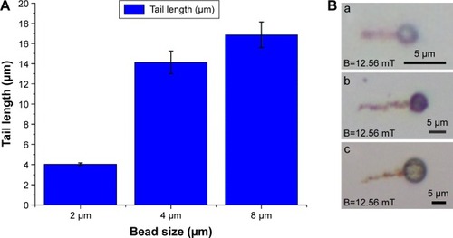 Figure 4 Impact of bead size on accumulation.Notes: (A) The impact of bead size on accumulation length for ferromagnetic beads. Values are mean ± standard error of the mean; P<0.05 for 2–4, 2–8, and 4–8 μm. (B) The optical microscopy images showing the base beads and added beads: a) for 2 μm base bead; b) for 4 μm base bead; and c) for 8 μm base bead.