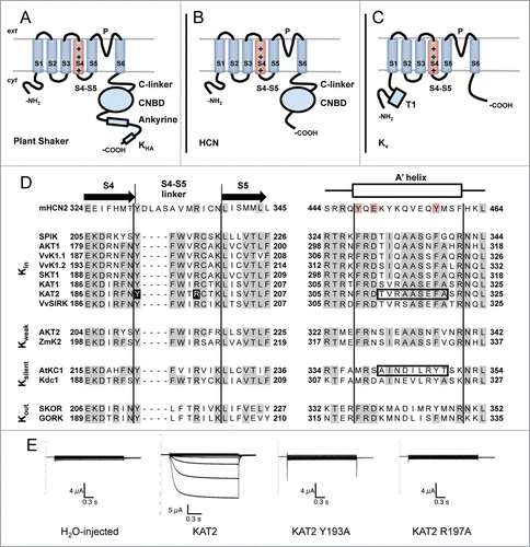 Figure 1 (See previous page). Membrane topology of plant Shaker, HCN and Kv channels. (A) Plant Shaker α-subunits exhibit a short N-terminal cytosolic tail, 6 transmembrane segments and a long C-terminal cytosolic tail. The fourth transmembrane segment (S4), which is rich in Arginines, acts as a voltage sensor. Between the fifth (S5) and the sixth (S6) transmembrane segment, there is a loop which participates in the formation of the pore (P) and contains the K+ selectivity filter. The C-terminal cytosolic tail consists of a C-linker, a cyclic-nucleotide binding domain (CNBD), an ankyrine domain and a KHA domain. (B) Animal HCN α-subunits share the same basic subunit structure with plant Shaker α-subunits with the exception of the post-CNBD region which is not conserved. (C) Animal Kv α-subunits display the same topology of plant Shaker and HCN α-subunits at the membrane level but the former notably differs in the cytosolic tails. The N-terminal tail is longer than in the other types of subunits and exhibits the tetramerization domain T1. The C-terminal tail is shorter and does not possess any of the domains described above. (D) Aminoacid sequence alignment of selected plant Shaker and mouse HCN2 α-subunits covering the S4-S5 linker and the beginning of the C-linker (putative A′ helix) regions which have been shown to interact and contribute to voltage-gating in HCN channels.Citation24,27 Plant sequences, previously characterized in heterologous systems, are grouped with respect to the voltage-gating properties of the corresponding channels (Kin: inward-rectifiers, Kweak: weak-rectifiers, Ksilent: electrically silent, Kout: outward-rectifiers). Sequence alignment was carried out with MUSCLE (MUltiple Sequence Comparison by Log-Expectation). Gray backgrounds depict identical residues in more than half of the analyzed sequences. Red background depicts conserved residues in the mouse HCN2 sequence. Black background depicts residues mutated in (E). Boxed sequences comprise residues exchanged in KAT2-AtKC1 chimeras described in Nieves-Cordones et al. 2014.Citation9 Protein alignment includes one sequence from mouse (mHCN2 (NP_032252.1)Citation43), 8 from Arabidopsis (SPIK (NP_180131.3),Citation44 AKT1 (NP_180233.1),Citation39 KAT1 (NP_199436.1),Citation45 KAT2 (NP_193563.3),Citation46 AKT2 (NP_567651.1),Citation47 AtKC1 (NP_974665.1),Citation10 SKOR (NP_186934.1)Citation48 and GORK (NP_198566.2)Citation49), 3 from grapevine (VvK1.1 (CAZ64538.1),Citation50 VvK1.2 (NP_001268010.1)Citation51 and VvSIRK (NP_001268073.1)Citation52), one from potato (SKT1 (NP_001275347.1)Citation10), one from maize (ZmK2 (NP_001105120.1)Citation53) and one from carrot (Kdc1 (CAB62555.1)Citation54). (E) Mutation of the conserved residues Tyr193 and Arg197 into Ala renders KAT2 channels electrically silent in Xenopus oocytes. Representative current traces recorded by 2-electrode voltage-clamp recordings in occytes injected with (from left to right): water, KAT2, KAT2 Y193A and KAT2 R197A in 100 mM K+ bath solution. Applied activation membrane voltages ranged from +40 to −170 mV (increments of 15 mV; holding potential, 0 mV; deactivation potential, −40 mV). Site-directed mutagenesis, cRNA preparation and solutions are described in Nieves-Cordones et al. 2014.Citation9