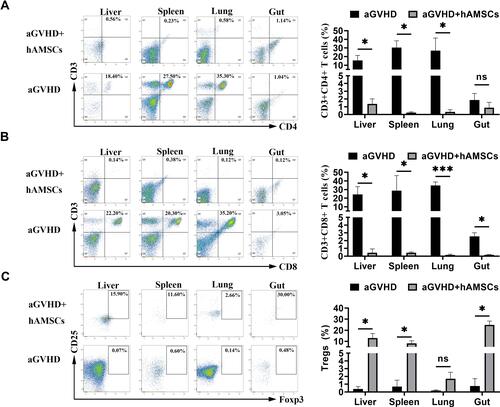 Figure 5 hAMSCs suppressed effector T cell and increased Tregs in target organs. (A) After hAMSCs treatment, the proportion of CD3+CD4+ T cells in liver, spleen and gut was significantly lower than that of aGVHD group. *p < 0.05. (B) After hAMSCs treatment, the proportion of CD3+CD8+ T in liver, spleen, lung and gut was significantly lower than that of aGVHD group. *p < 0.05 and ***p < 0.001. (C) After hAMSCs treatment, the proportion of CD4+CD25+Foxp3+ Tregs in liver, spleen, and gut was significantly increased compared with that of aGVHD group. *p < 0.05.