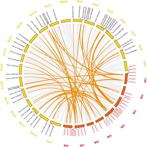 Figure 5. Collinearity analysis of the MsbZIPs in soybean. Gray backgrounds in the circle represent the genes that exhibited collinearity with soybean, while the bright yellow line indicates genes that were collinear with MsbZIPs in soybean.