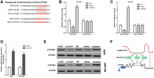 Figure 4 UCA1 and CYP1B1 bind to miR-513a-3p in human gastric cancer cell. (A) Wild-type (WT) or mutant (MUT) sequence of UCA1 and CYP1B1 bound to miR-513a-3p; B-C, WT or MUT sequence of UCA1 (B) and CYP1B1 (C) bound to miR-513a-3p were cotransferred into AGS cells with miR-513a-3p-NC (NC), miR-513a-3p-mimic (mimic) or miR-513a-3p-inhibitor (inhibitor), and then measured the luciferase activity; (D), UCA1 knockdown increased the expression of miR-513a-3p in AGS and NCI-N87 cells; (E) immunoblotting was used to detected the expression of CYP1B1 protein in human gastric cancer cells; (F) schematic diagram of UCA1 promoting the expression of CYP1B1 by binding to miR-513a-3p. Each experiment was repeated three times independently. The relative luciferase activity was shown as mean ±SD, *p<0.001 vs NC group and **p<0.001 and the p-value was calculated by post hoc comparisons in (B and C) and by Student’s t-test in (D).