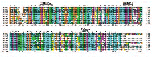 Figure 5 Protein alignment of MCM proteins in human. Amino acid alignment of canonical MCM2-7, and the unusual MCM8 and MCM9 proteins. The figure is constructed with ClustalX program, names of MCM proteins are given on left, and sequence positions on right. Asterisks and dots drawn on top of sequence indicate identical residues and conservative amino acid changes, respectively. Gaps in the amino acid sequences are introduced to improve the alignment. Only a part of protein alignment with conserved helicase motifs is shown. Note the presence of a glycine (G) instead of alanine (A) or serine (S) in the Walker A motif of MCM8 and MCM9 proteins.