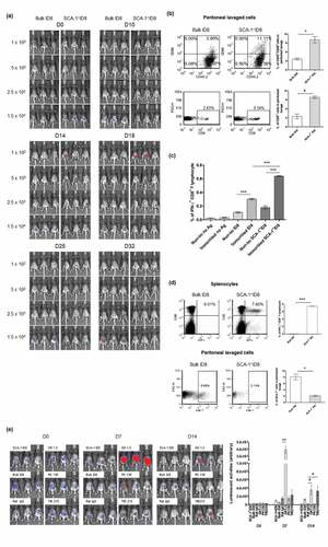 Figure 3. SCA-1+ ID8 cells were immunogenic and being rejected in vivo by anti-tumor immunity involving CD4+ and CD8+ T lymphocytes. (a) SCA-1+ ID8 cells showed stronger tumorigenesis initially by D18 but disappeared later. Bulk ID8 cells grew slower but did form tumor eventually by day 25. (b) Representative flow analysis of CD8+ and CD68+ cells in peritoneal lavage of mice injected with 2.5 × 103 bulk ID8 and SCA-1+ ID8 cells on D22. The results show significantly increased percentages of CD45+CD68+ cells and CD8+ cells in peritoneal lavage from mice implanted with SCA-1+ ID8, comparing to mice with bulk ID8 cells. (c) Analysis of splenocytes demonstrated the highest number of IFN-γ+ CD8+ T lymphocytes was found in mice in which SCA-1+ tumors disappeared (splenocytes from mice injected with 2.5 × 103 SCA-1+ cells on D32, as immunized) and were re-stimulated with irradiated SCA-1+ ID8 cells (p < .0001, splenocytes re-stimulated by irradiated bulk ID8 cells [5 × 104 cell] [labeled as immunized ID8] vs splenocytes re-stimulated by irradiated SCA-1+ ID8 cells [5 × 104 cells] [labeled as immunized SCA-1+ ID8]). Splenocytes from those mice with SCA-1+ tumor disappeared also showed higher percentages of IFN-γ+ CD8+ T lymphocytes than that from mice injected with 2.5 × 103 cells bulk ID8 cells, irrespective of the re-stimulated antigen (p < .0001, immunized ID8 vs non-immunized ID8 and immunized SCA-1+ ID8 vs non-immunized SCA-1+ ID8). (d) Representative data show that mice immunized with 3 doses of irradiated SCA-1+ID8 cells exhibited strong tumor-specific CD8+ T lymphocyte response (p < .0001) and rejected the growth of SCA-1+ cells inside the peritoneum (p < .01). Rejection of SCA-1+ tumor was more obviously seen in mice immunized with irradiated SCA-1+ ID8 cells demonstrated by less SCA-1+ lavaged cells in peritoneal cavity. (e) Rejection of SCA-1+ ID8 tumor was abolished by CD4+ and CD8+ lymphocyte depletion. All C57BL/6 mice were implanted with SCA-1+ ID8 cells, except those labeled with “Bulk ID8” were implanted with bulk ID8 cells. Lymphocyte depletion was performed through i.p. injection of rat monoclonal antibody GK1.5 (anti-CD4), 2.43 (anti-CD8), or PK136 (anti-NK1.1) described in Materials and Methods. Signal of SCA-1+ tumor peaked on D7 if CD4+ lymphocyte was neutralized by GK 1.5 antibody. The signals were reduced on D14, possibly through the immune response elicited by rapidly growing tumor. SCA-1+ tumor became obvious on day 14 if CD8+ lymphocyte was neutralized by TIB 210 antibody. Administration of rat IgG or PK136 antibody did not alter the rejection of SCA-1+ tumors. These data suggest involvement of CD4+ and CD8+ immune reactions in the attack of SCA-1+ ID8 stem-like cells. #p < .05, *p < .01, **p < .001, ***p < .0001.