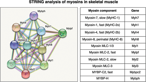 Figure 2. Bioinformatic STRING analysis of major myosin components in the sarcomere of mouse skeletal muscles. MyHC, myosin heavy chain; MLC, myosin light chain; MYBP, myosin-binding protein.