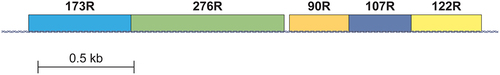 Figure 3. Locations of ORFs in the E3 and fibre genes of HAdV-F41. Locations of transcripts are shown as blocks. E3 transcripts are labelled RL1–6. The constituent amino acid numbers are shown. Based on data from [Citation52].