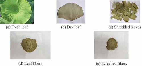 Figure 1. The Process of Leaf Fibers.