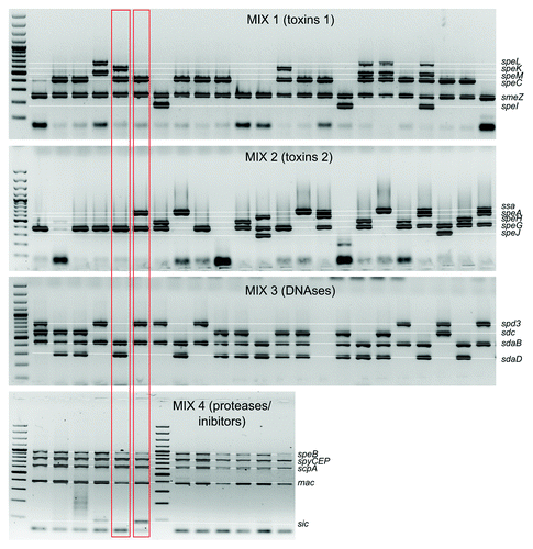 Figure 1. Detection of S. pyogenes virulence factors in four multiplex PCR reactions.