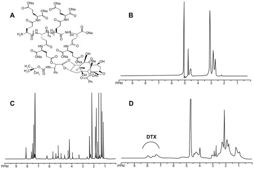 Figure 1 (A) The chemical structure of the PGG–DTX conjugate. 1H-NMR spectra of PGG polymer-length chain (B), free docetaxel (C) in CDCl3 in D2O and PGG–DTX nanoparticles (D).Abbreviations: PGG, poly(L-γ-glutamyl-glutamine); DTX, docetaxel.