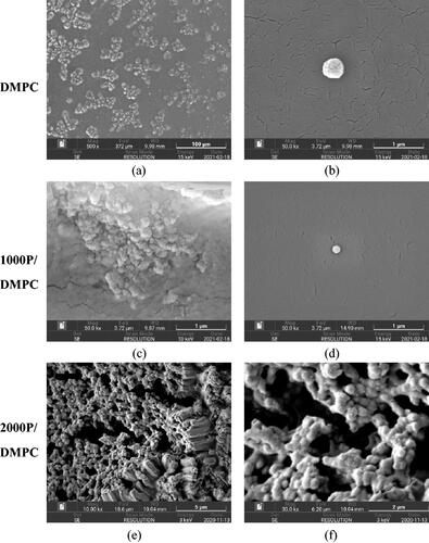 Figure 9. SEM images of DMPC vesicles (a–b) and the PSMA/DMPC particles. Image of (a), (b–d), (e) and (f) were taken at the magnifications of ×500, ×50,000, ×10,000 and ×30,000, respectively.