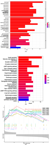 Figure 4 Functional enrichment analysis. (A): GO enrichment results, x-axis: gene count, y-axis: GO terms. (B): KEGG enrichment results. (C): GSEA results.