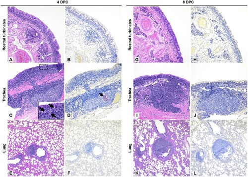 Figure 6. Histopathology and SARS-CoV-2 antigen distribution in the upper and lower respiratory tract of infected sheep at 4 and 8 DPC.Note: Rostral turbinates (A and B), trachea (C and D), and lung (E and F) at 4 DPC. Minimal changes were noted in the rostral turbinates, with mild, dispersed and aggregates of lymphocytes. No viral antigen was detected (B). In the trachea, there were multifocal prominent aggregates of lymphocytes and plasma cells in the lamina propria and extending/transmigrating through the lining epithelium, with few individual cell degeneration and necrosis (C and inset [arrows]). Sporadic lymphoid aggregates showed viral antigen (D, arrow). In the pulmonary parenchyma, bronchioles and blood vessels were delimited by hyperplastic bronchus-associated lymphoid tissue (BALT) (E), no viral antigen was detected (F). Rostral turbinates (G and H), trachea (I and J), and lung (K and L) at 8 DPC. Rostral turbinates were within normal limits and no viral antigen was detected (G and H). The tracheal lamina propria had multiple prominent and dense lymphoid aggregates (I) but no evidence of viral antigen (J) or epithelial alterations. In the pulmonary parenchyma, bronchioles and blood vessels were frequently delimited by prominent BALT (K), no viral antigen was detected (L) H&E and Fast Red, 200× total magnification (A–D; G–J) and 100× total magnification (E and F; K and L).