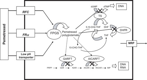 Figure 1 Targets for pemetrexed in folate metabolism. Pemetrexed is transported into the cell via the reduced folate carrier (RFC), folate receptor-α (FRα), and the low pH transporter. The drug is transferred out of the cell by the multidrug resistance protein (MRP) through an efflux mechanism. Once inside the cell, the drug is polyglutamated into its more active form by folylpolyglutamate synthase (FPGS). The polyglutamated derivatives of pemetrexed strongly inhibit thymidylate synthase (TS), thus disrupting the transformation of deoxyuridine monophosphate (dUMP) to deoxythymidine monophosphate (dTMP). The drug also causes secondary inhibition of glycinamide ribonucleotide formyltransferase (GARFT), aminoimidazole caroxamide ribonucleotide formyltransferase (AICARFT), and DHFR. Inhibition of GARFT and AICARFT decreases de novo purine biosynthesis, while inhibition of DHFR inhibits tetrahydrafolate (THF) synthesis.